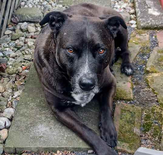 Photo of Callie Local