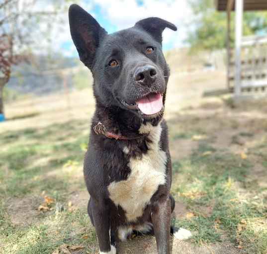 Photo of Luna