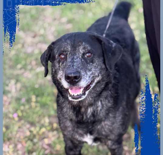 Photo of Blue