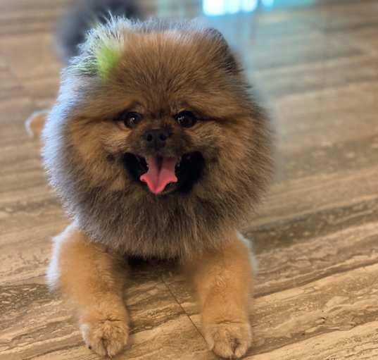 Photo of Sasha