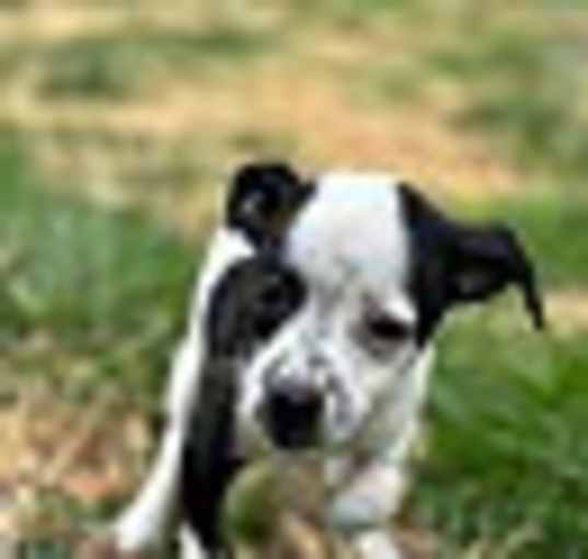 Photo of Dubbie