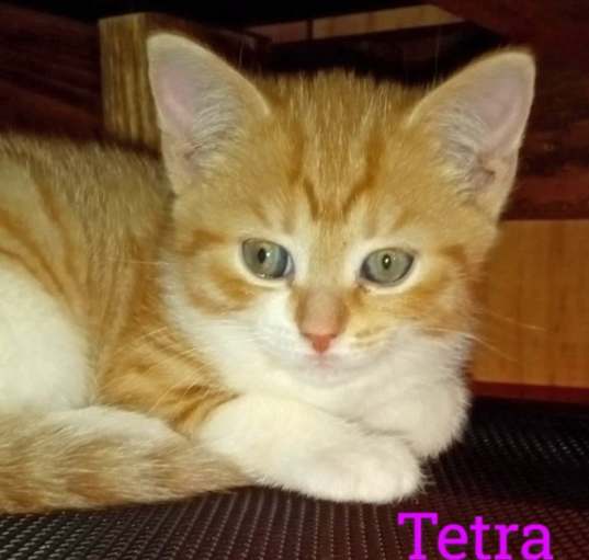 Photo of Tetra (Community Assist)