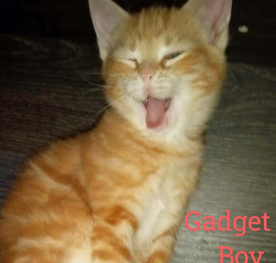 Photo of Gadget (Community Assist)