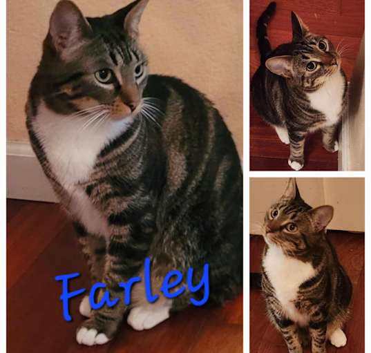Photo of Farley