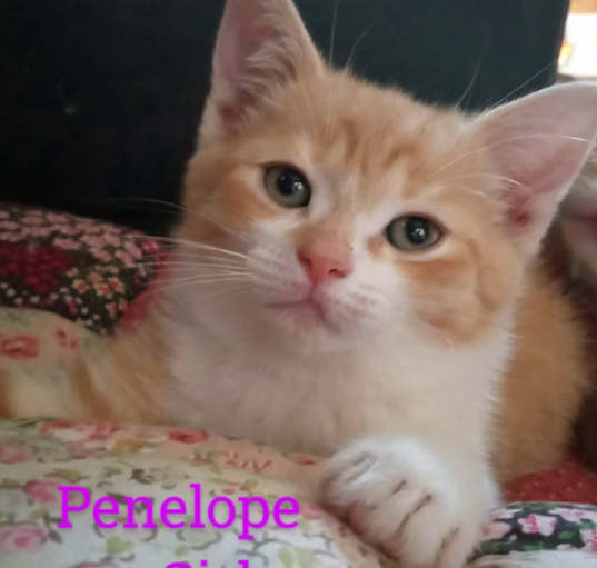 Photo of Penelope (Community Assist)