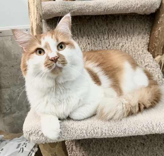 Photo of Himbo