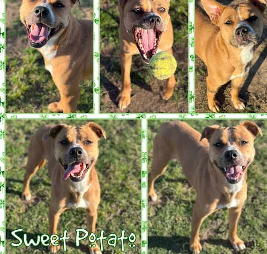 Photo of Sweet Potato