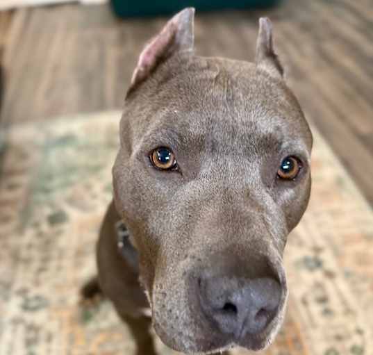 Photo of Blu True best friend to you
