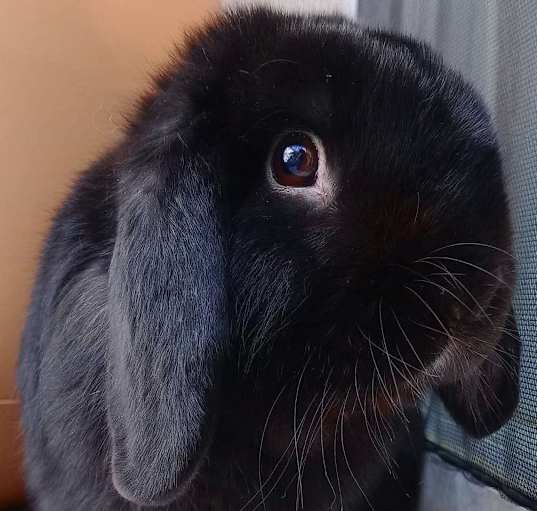 Photo of Toasted Marshmellow