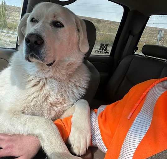 Photo of Jasper/Everest