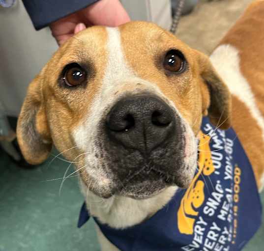 Photo of Roscoe