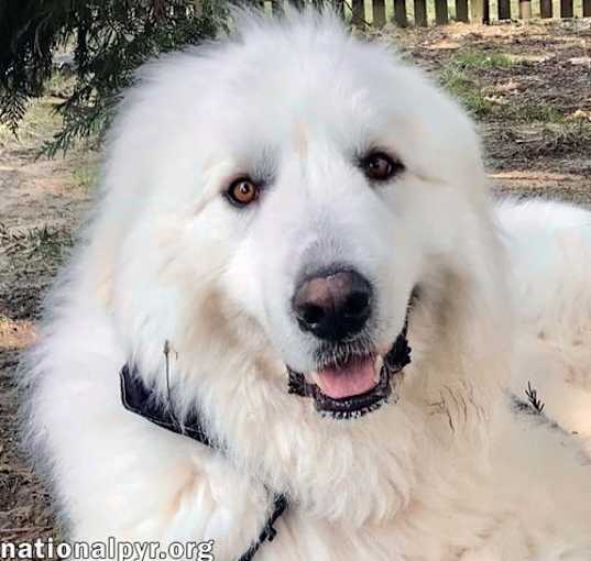 Photo of Shadow in MD - Adores People & Attention!