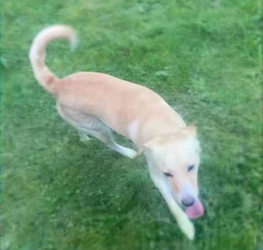 Photo of Shiloh