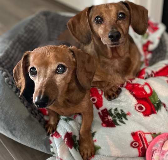 Photo of Frankie & Hoagie