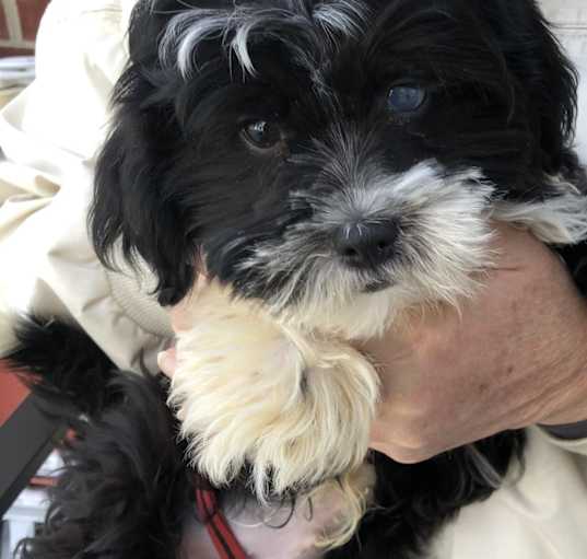 Photo of Cooper