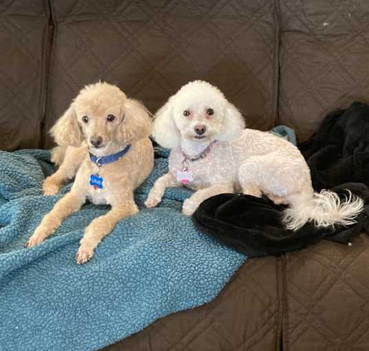 Photo of Louie and Coco
