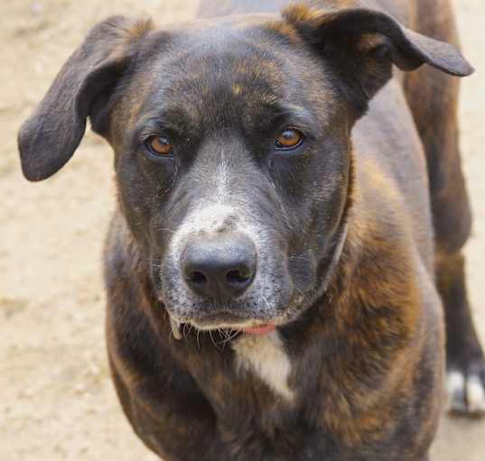 Photo of Roxy