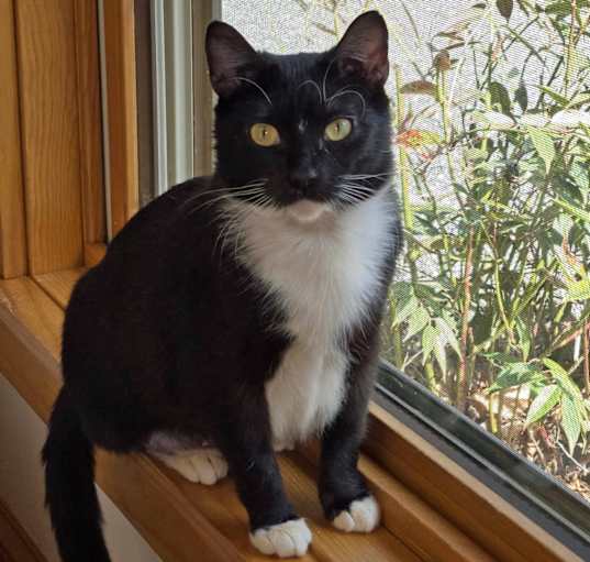 Photo of Moon Pie