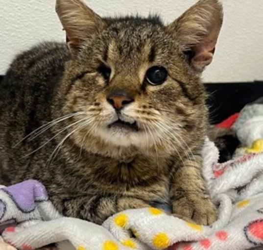 Photo of Snaggle