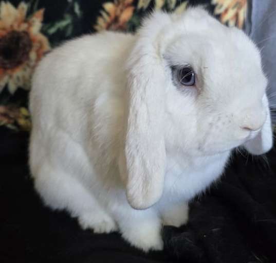 Photo of Cocoa