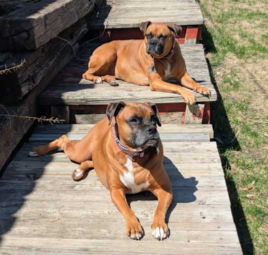 Photo of Lily *Bonded to Daisy*