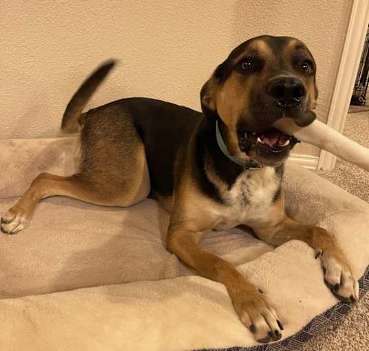 Photo of Archie