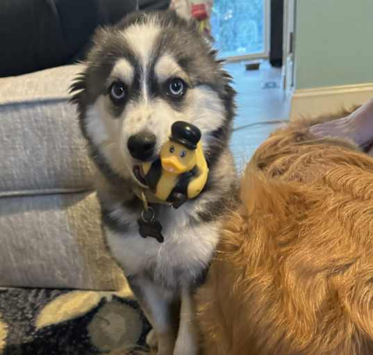 Photo of Bandit