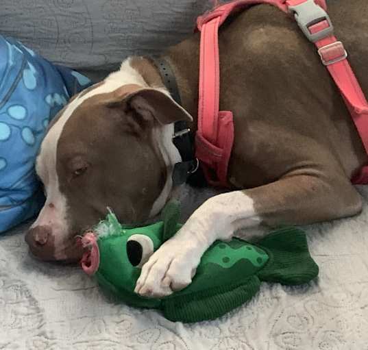Photo of Koda