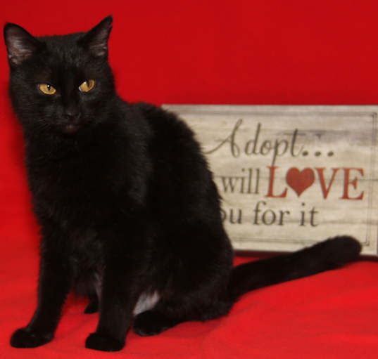 Photo of Magenta (Spayed)