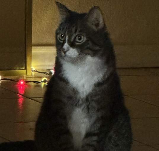 Photo of Tiger