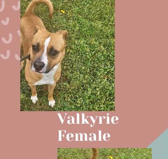 Photo of Valkyrie