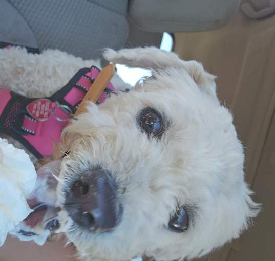 Photo of Sophie