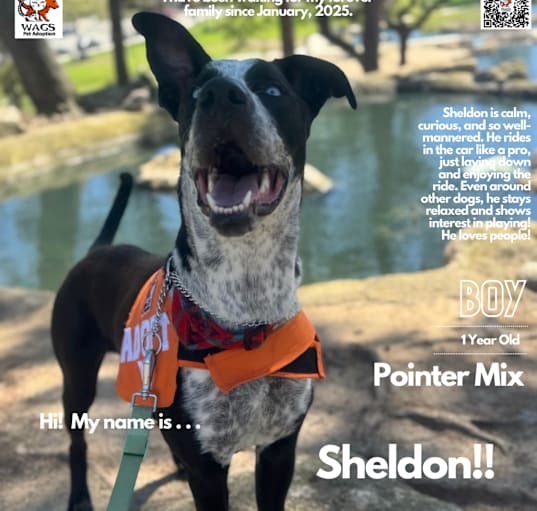 Photo of Sheldon