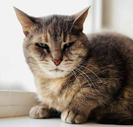 Photo of Kimba