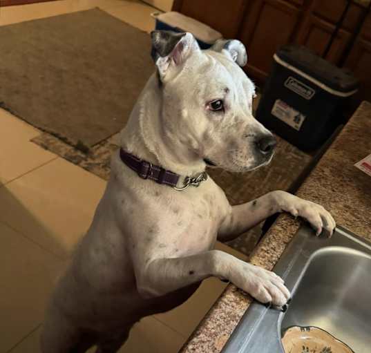 Photo of Spotta A4742178