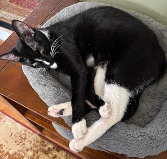 Photo of Olivia (Tipsy Tabby)
