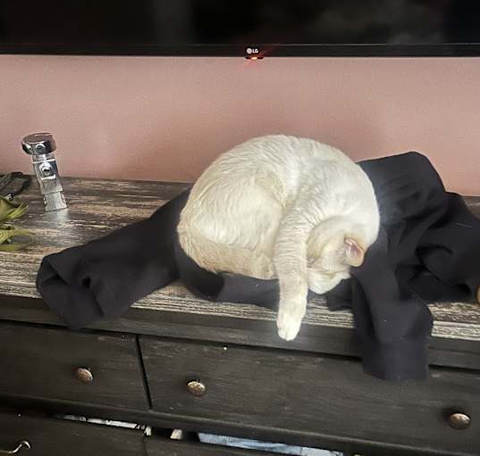 Photo of Bunny