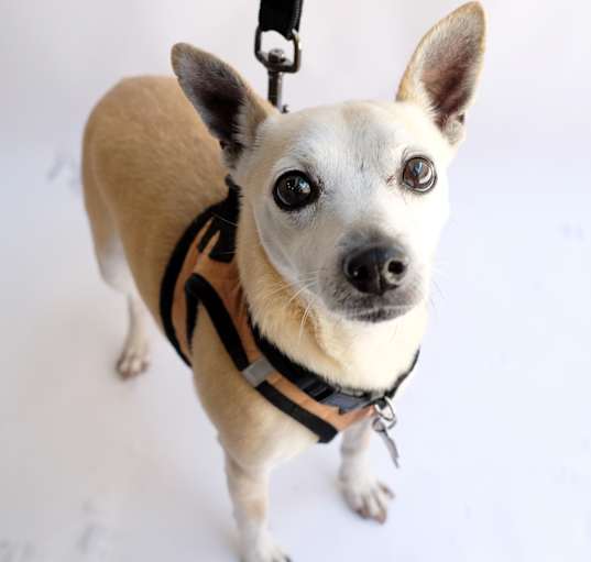 Photo of Borris