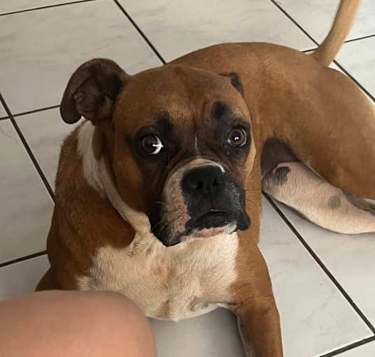 Photo of Roxanne