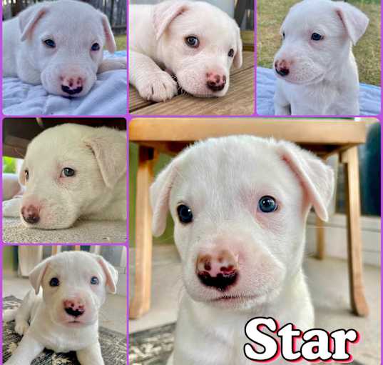 Photo of Star