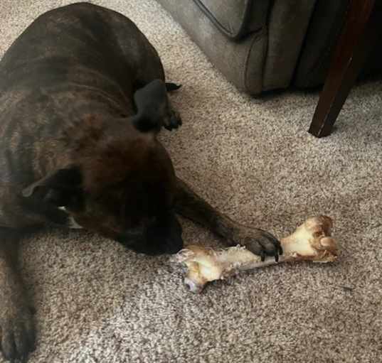 Photo of Layla