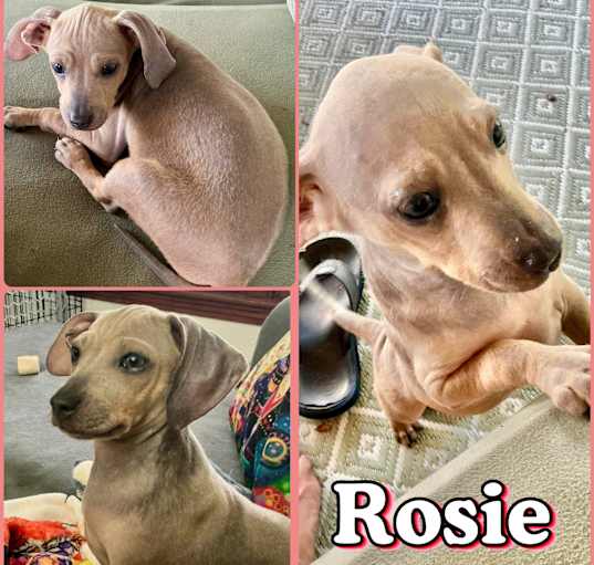 Photo of Rosie