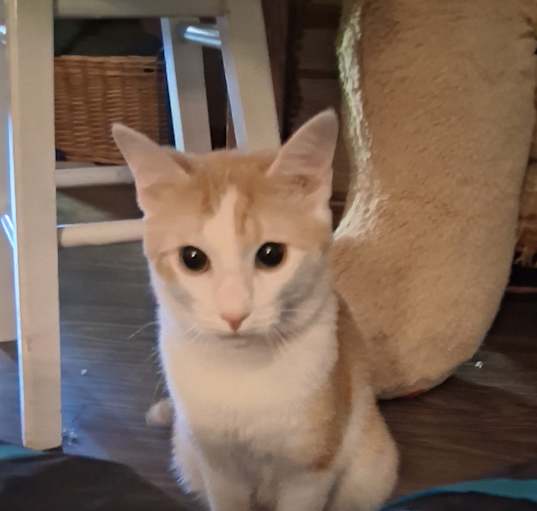 Photo of Oliver