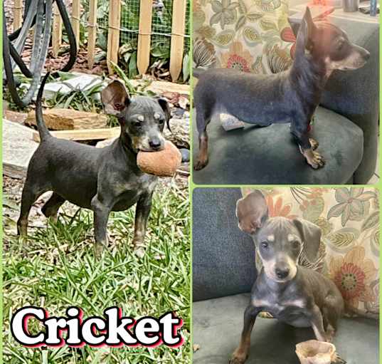 Photo of Cricket