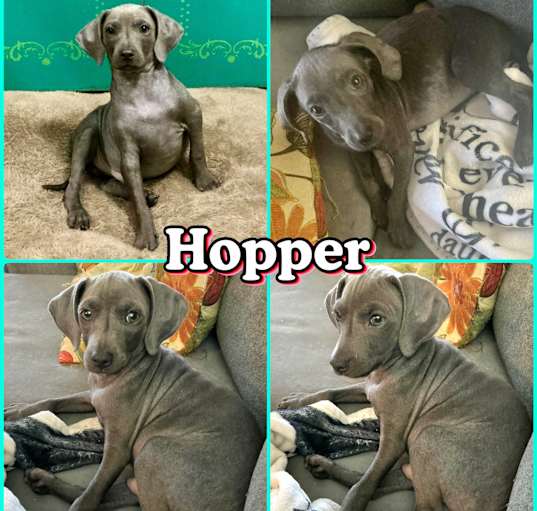 Photo of Hopper