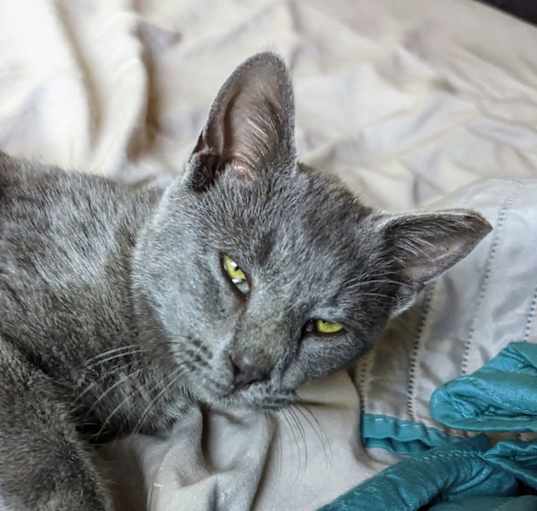 Photo of Bluey