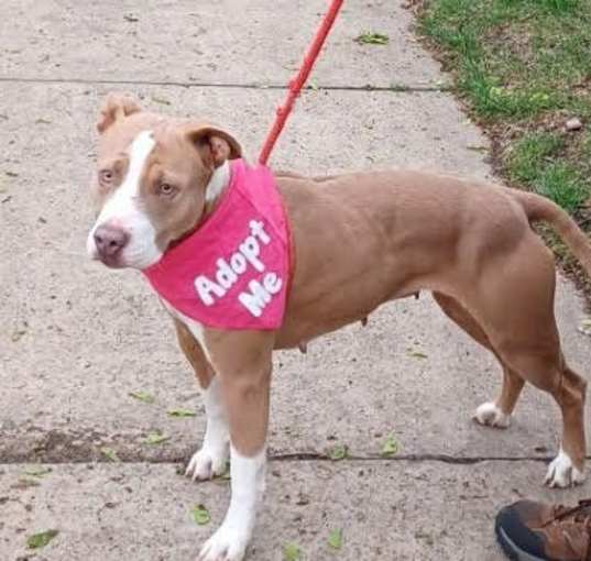 Photo of Daisie