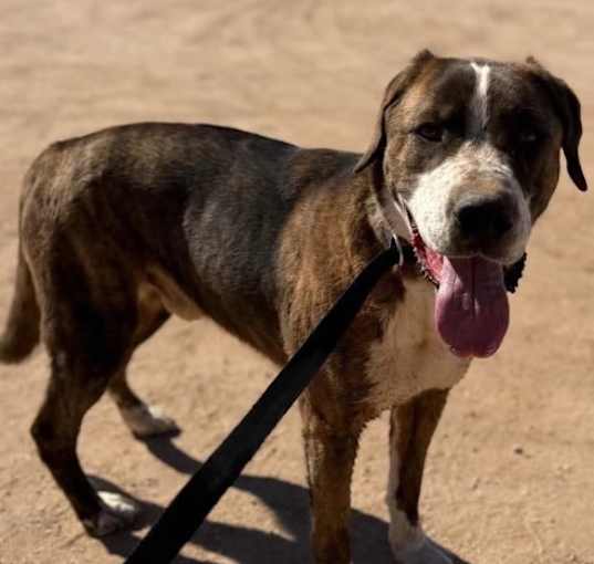 Photo of Atlas