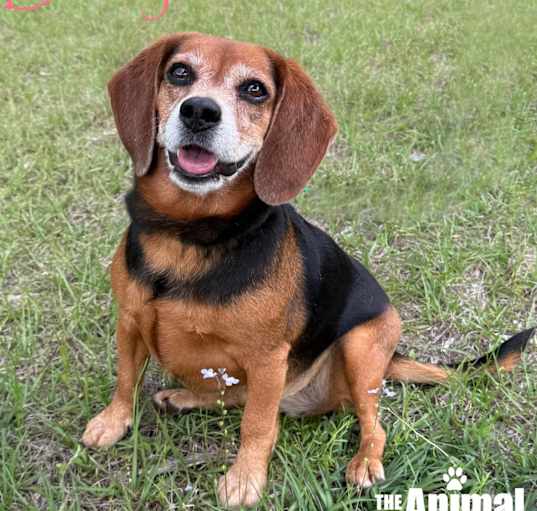 Photo of Bailey