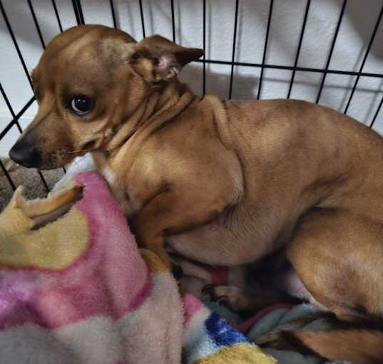 Photo of Rufus